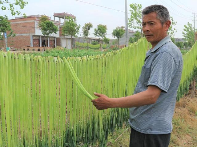 Rau cần biển từng là cống phẩm cho vua chúa nhưng bây giờ chỉ để cho lợn ăn