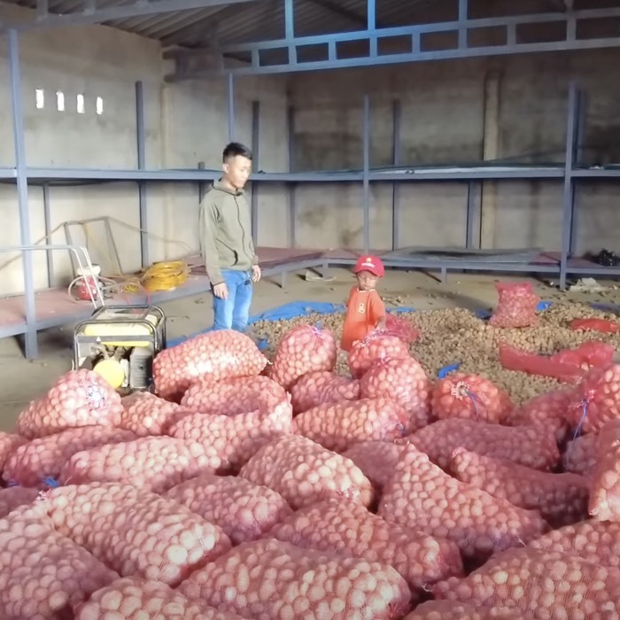  Quang Linh tặng lượng lớn khoai tây giống cho dân bản. (Ảnh: Chụp màn hình YouTube Quang Linh Vlogs)