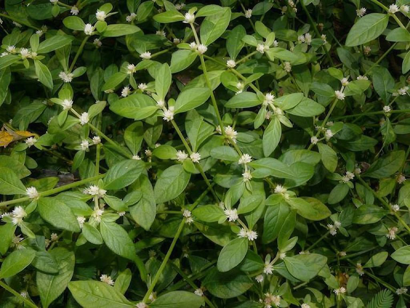 Rau dệu và công dụng đối với sức khỏe 2