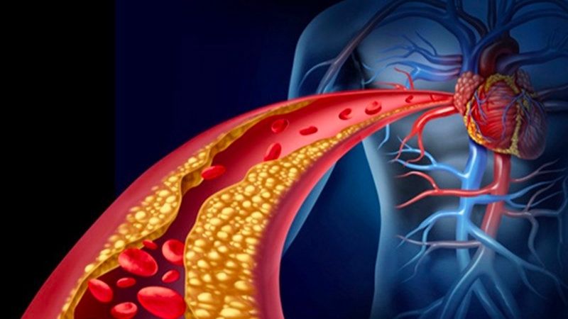 Cỏ mần trầu giúp giảm cholesterol toàn phần, LDL và tăng HDL