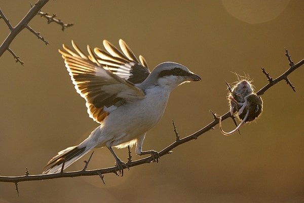 Sự thật gây sốc về chuyện mại dâm trong thế giới động vật