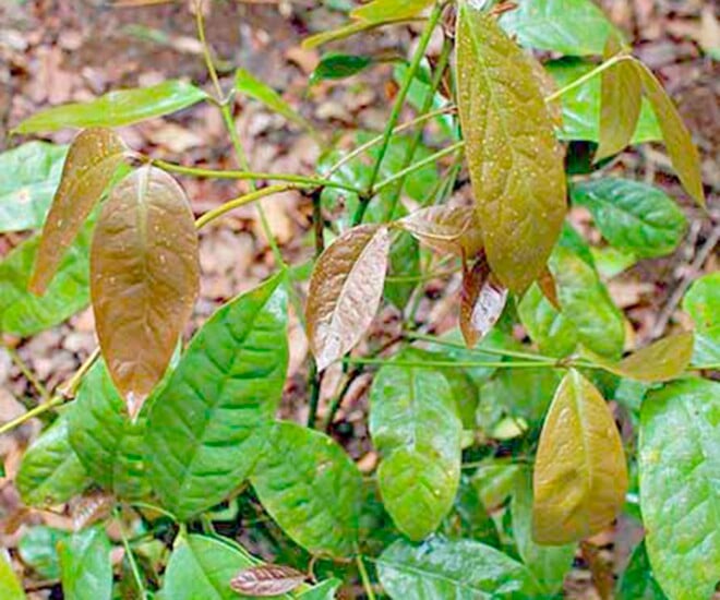 Lá bờ nhau có hình dạng tương tự như lá bép nhíp, nhưng hương vị của nó lại ngọt gấp 4 lần