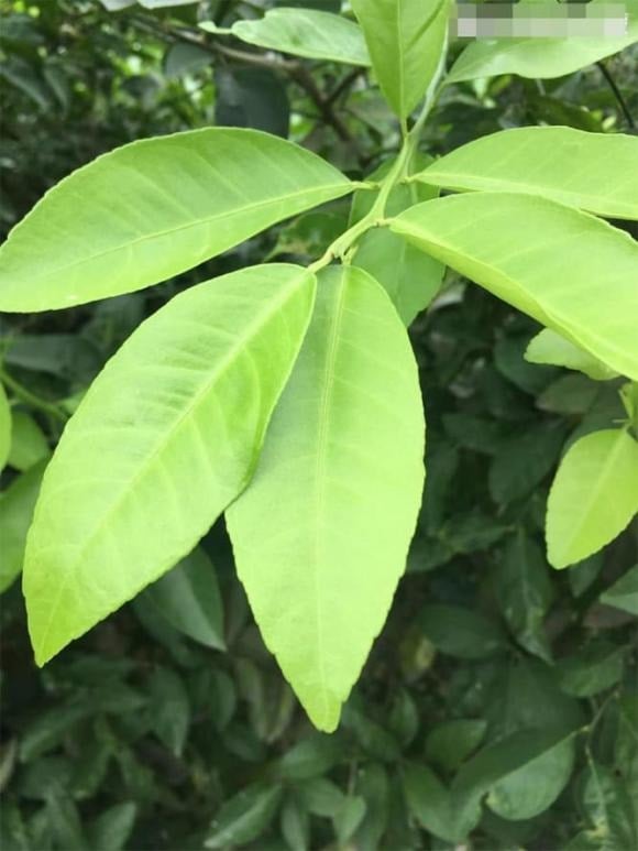 Chanh là một trong những loại trái cây có nhiều tác dụng chữa bệnh nhất. 