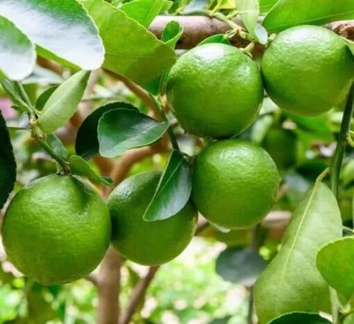 Tinh dầu trong lá chanh có tính kháng viêm và giảm đau, có thể giúp làm giảm cơn đau do viêm khớp và ngăn ngừa một số bệnh viêm nhiễm thông thường.