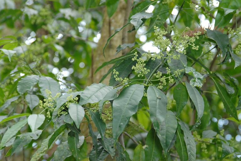 cây ba chạc chữa ghẻ