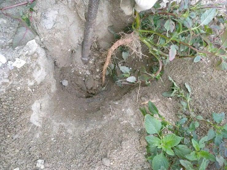 Theo các nghiên cứu Đông y và tài liệu y học cổ truyền, rễ dền gai có nhiều công dụng đáng giá