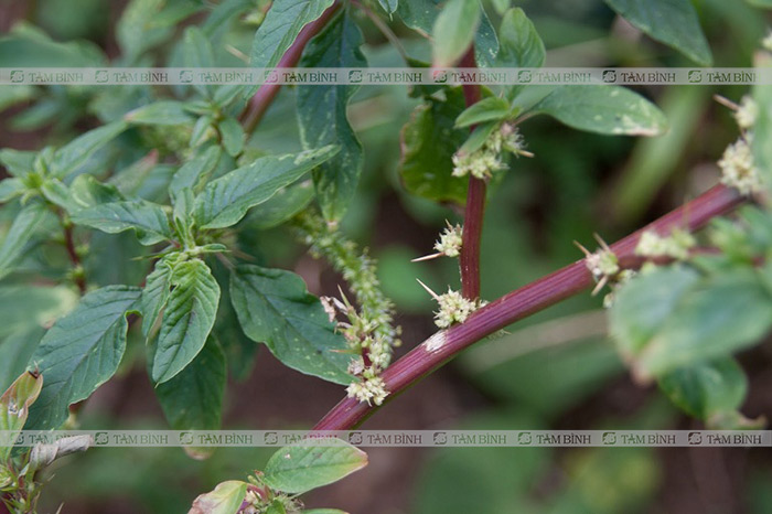 Cây rau dền gai trị gai cột sống