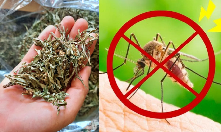 dat-la-ngai-dau-giuong