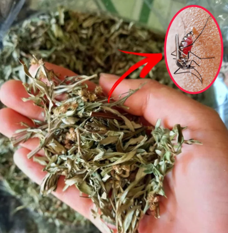 dat-la-ngai-dau-giuong1