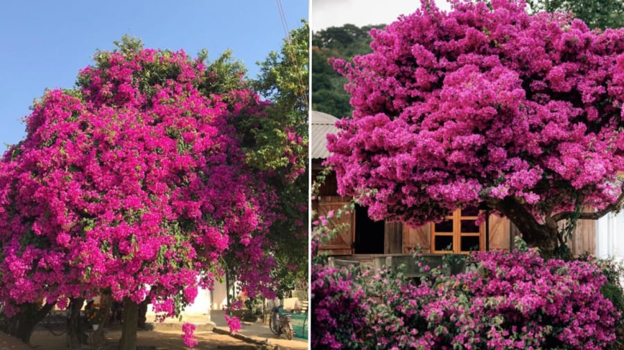 Cây hoa giấy ít ra hoa có thể do quá trình chăm sóc không đúng cách. Chỉ cần thay đổi một chút, hoa sẽ sớm bung nở. 