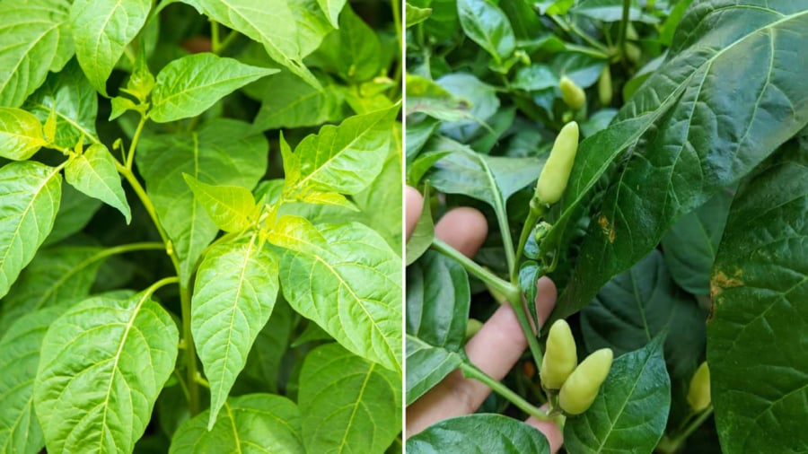 Lá ớt có thể chế biến thành các món ăn mang lại nhiều lợi ích cho cơ thể.