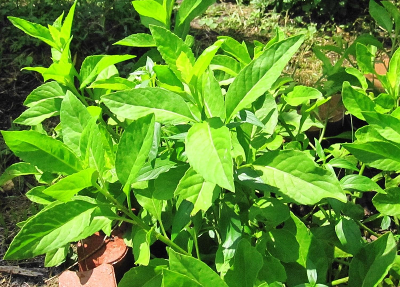 Rau bầu đất có tác dụng gì đối với sức khỏe? 2