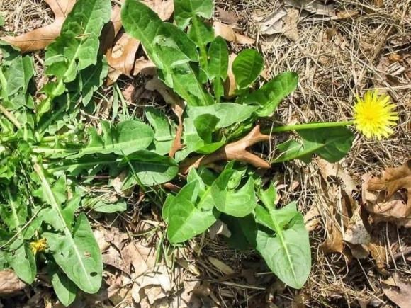 Bồ công anh có khả năng kích thích tuyến tụy sản xuất insulin – yếu tố quan trọng trong việc điều hòa lượng đường huyết. 