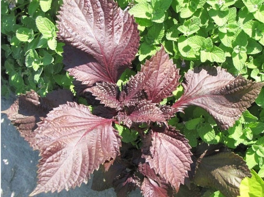  Hoạt chất perillaldehyde trong tía tô có khả năng làm giảm dị ứng và tăng khả năng giải độc gan. 