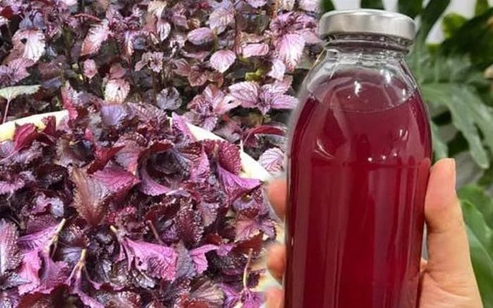 Nước lá tía tô cũng có nhiều công dụng tốt cho sức khỏe