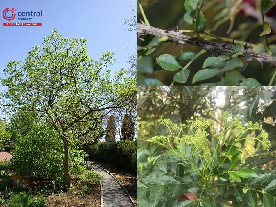 Hình ảnh cây Ưng bất bạc