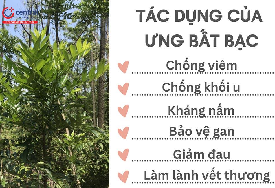 Tác dụng của Ưng bất bạc