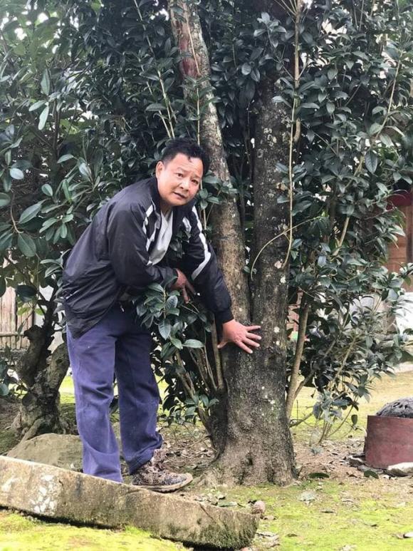 Cây phong thuỷ, cây mộc hương