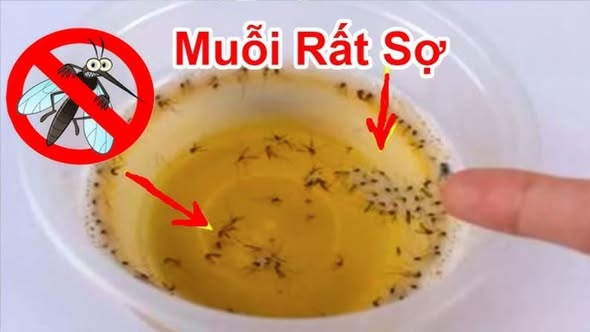 586209501_867589969110451_4936899267127573206_n