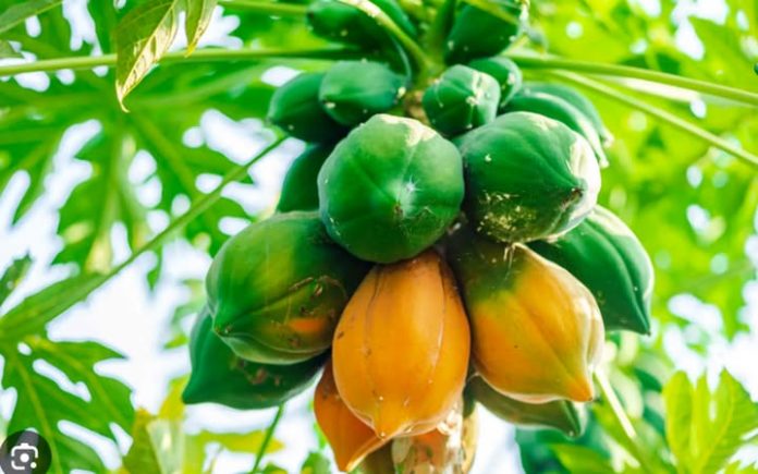 4-cung-hoang-dao-3-nongnghiep-012601