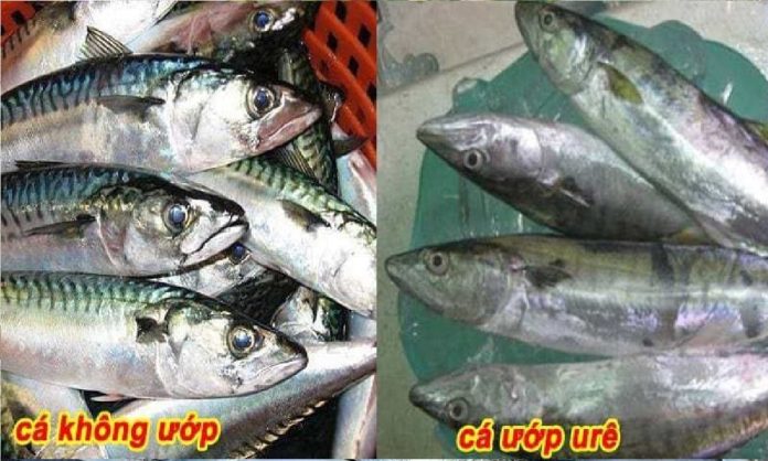 5-dau-hieu-ca-uop-ure-cho-khong-cung-dung-dem-ve-155950