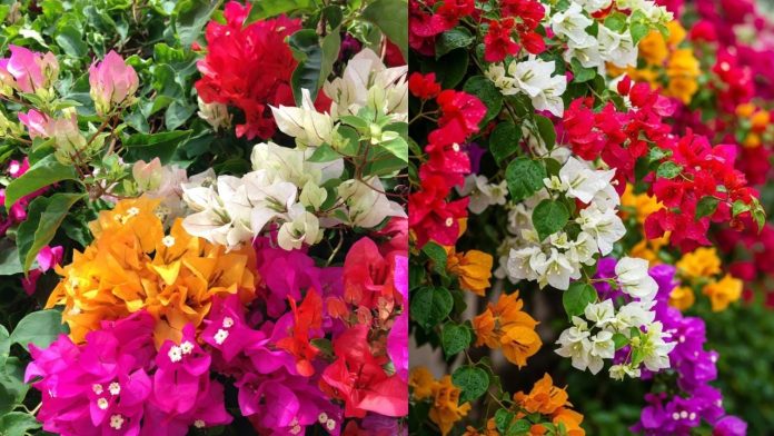 cach-de-cay-hoa-giay-no-ruc-ro-dung-dip-tet-am-lich-binh-ngo-2026-230511