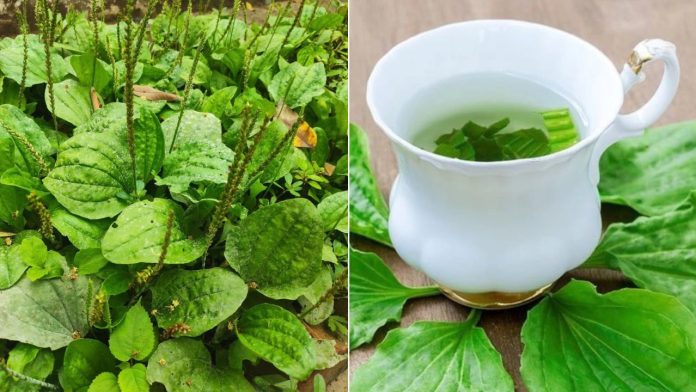 lay-cay-ma-de-nau-nuoc-uong-co-the-nhan-duoc-5-loi-ich-tuyet-voi-120724