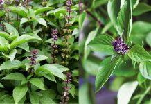 Cách dùng rau húng quế giúp giảm căng thẳng và ngủ ngon, đơn giản và tiết kiệm