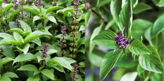 Cách dùng rau húng quế giúp giảm căng thẳng và ngủ ngon, đơn giản và tiết kiệm