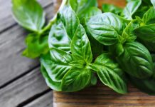 Ít ai biết: Húng quế giúp đào thải axit uric, hỗ trợ giảm đau khớp tự nhiên