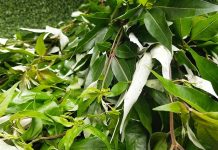 Cây ngũ trảo và 8 tác dụng ít người biết