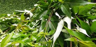 Cây ngũ trảo và 8 tác dụng ít người biết