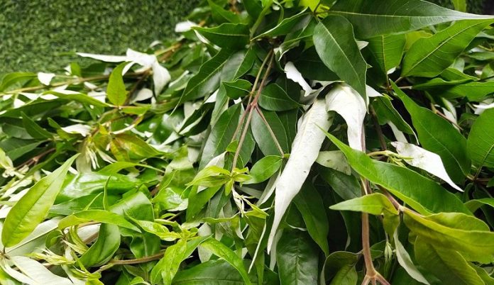 20230217_cay-ngu-trao-1