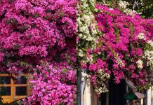 4 tuyệt chiêu giúp hoa giấy nở đúng Tết