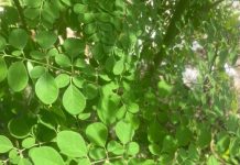 Cây chùm ngây với những tác dụng tuyệt vời với sức khỏe