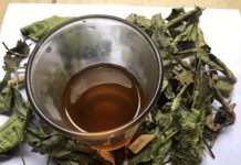 Cách uống lá xạ đen giải độc cơ thể, cực tốt cho gan lại giúp đẹp da, ngủ khỏe