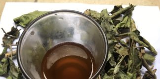 Cách uống lá xạ đen giải độc cơ thể, cực tốt cho gan lại giúp đẹp da, ngủ khỏe