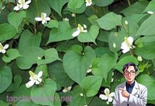 Rɑu diếp cá chỉ cần ngửi ƌã thấy khó chịu, nhưng lại là loại thần dược tɾị Ьách Ьệnh