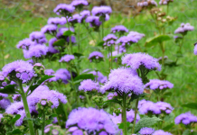 Hoa cứt lợn: Dược liệu quý có nhiều tác dụng với sức khỏe