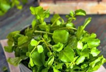 Loại rau chống ung thư được Mỹ đánh giá tốt nhất thế giới: Việt Nam có đầy ngoài chợ