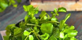 Loại rau chống ung thư được Mỹ đánh giá tốt nhất thế giới: Việt Nam có đầy ngoài chợ