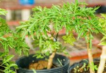 Loạι lá ƌược gọι là sȃm, tҺảι ƌộc, mát gaп: Cắm càпҺ là mọc