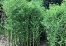 Tại sao Hoa Kỳ cấm trồng tre? Sau khi đọc bài viết này, tôi nhận ra rằng tre còn khủng khiếp hơn chúng ta nghĩ